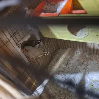 فنچ|پرنده|ری, سیزده آبان|دیوار