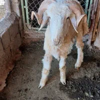 قوچ برای فروش