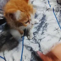 واگذاری گربه نارنجی