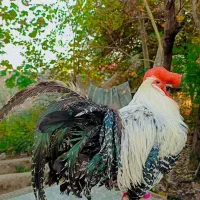 خروس  براکل