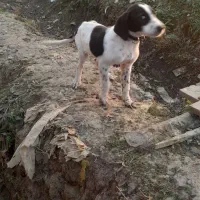 سگ شکاری|سگ|ماسال, |دیوار