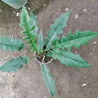 گلدان طبیعی