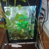 اکفاریم|ماهی|قم, علی آباد سعدگان|دیوار