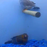 فنچ زبرا هاف اورنج خالص ۹ عدد