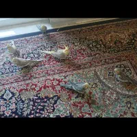 پرنده عروس هلندی|پرنده|تنکابن, |دیوار