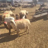 ۱۰ راس میش بره دار شیشک|حیوانات مزرعه|شیراز, عادل آباد|دیوار