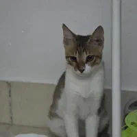 واگذاری گربه دی اس اچ