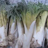 پخت کما|گل و گیاه طبیعی|بیرجند, |دیوار