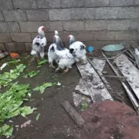 مرغ خروس برهما|حیوانات مزرعه|لاهیجان, لیالستان|دیوار