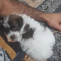 توله سگ