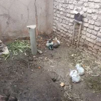 خرگوش جادوگر