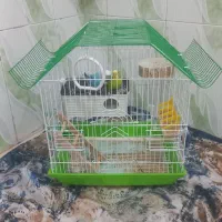 مرغ عشق|پرنده|مریوان, |دیوار