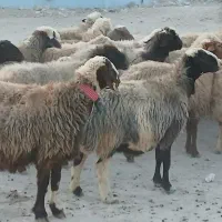 ۴۴راس میش ترکی بختیاری آبستن