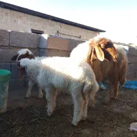 میش‌ بز یک عدد میش‌دوقلوزا لری جوان بره ها نرمست