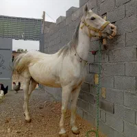 اسب مادیون کرد