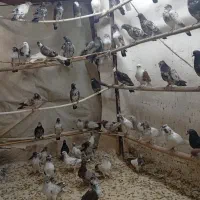 کفتر پرشی