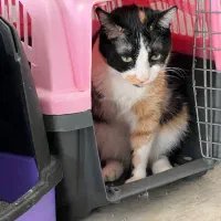 واگذاری گربه ماده|گربه|پردیس, فاز ۲|دیوار