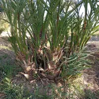 فروش پاجوش خرمای کلوته و مضافتی