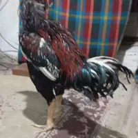 خروس لاری