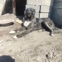 سگ سرابی