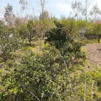 فروش زمین باغی در خلیل شهر