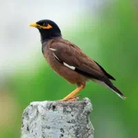 پرنده مرغ مینا جدید رسید جفتی ۱تومن زیر قیمت