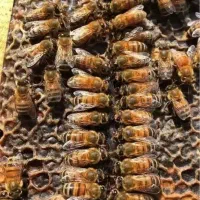 عسل طبیعی|خوردنی و آشامیدنی|نقده, |دیوار