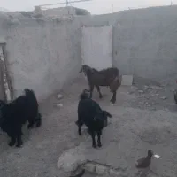 حیوانات مزرعه|حیوانات مزرعه|تیمور آباد, |دیوار