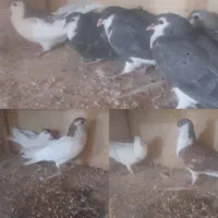کبوترپلاس