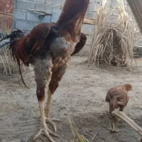 خروس لاری
