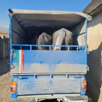 اسبکش اسب کش|اسب و تجهیزات اسب‌سواری|کرمانشاه, |دیوار