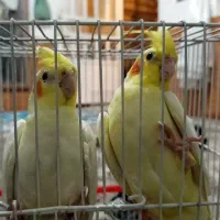 یک جفت عروس هلندی نر و ماده سالم|پرنده|مشهد, همت آباد|دیوار