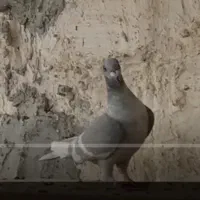 کبوتر الماسی خط سفید دو رنگ