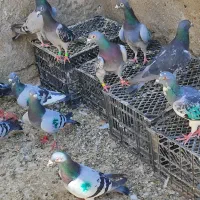 کبوتر پلاکی نر تبریز|پرنده|مشهد, ده دی|دیوار
