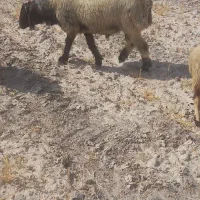 شیشک قوچ نمونه