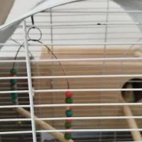 طوطی ملنگو عروس هلندی|پرنده|شهرضا, |دیوار