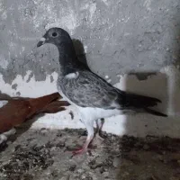 دوبر بالا صید شده