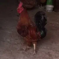 خروس