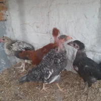 حراج فروش 8 تا مرغ تخمگذار جوان با 4 تا جوجه|حراج|رفسنجان, |دیوار