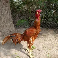 خروس لاری نسل|حیوانات مزرعه|تهران, ترمینال جنوب|دیوار