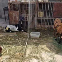 50ملیون هر سه تا|حیوانات مزرعه|سراوان, |دیوار