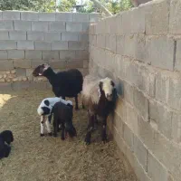 2راس میش دوقلو