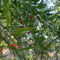 نهال|گل و گیاه طبیعی|باسمنج, |دیوار