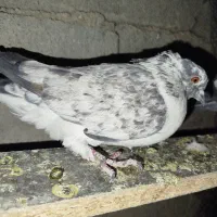 فروشی|پرنده|خانمیرزا, |دیوار