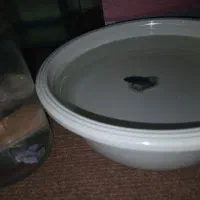 فایتر. گوپی.|ماهی|مشهد, موسوی قوچانی|دیوار