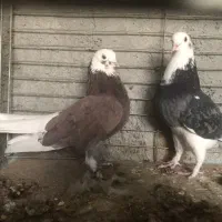 نروماده دهنجور ساعت بالا|پرنده|تهران, امام زاده عبدالله|دیوار