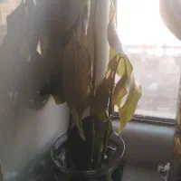 نهال انبه