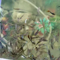 اکواریوم وماهی گوپی مولد بلک فسفری ۷رنگ