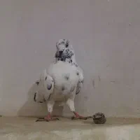 کبوتر مسافتی
