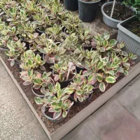 فروش گل های آپارتمانی|گل و گیاه طبیعی|کرج, جهان‌شهر|دیوار